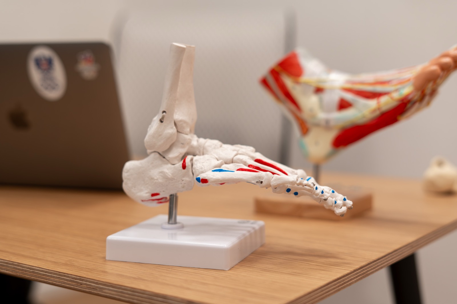 Anatomisches Fußmodell auf dem Besprechungstisch